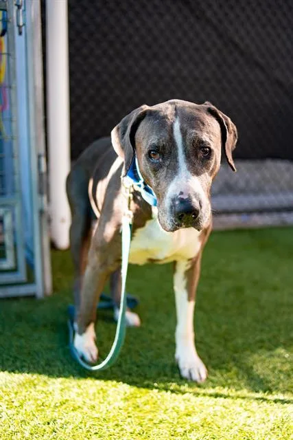 An adult large-sized female Mixed Breed dog named Ciroc for adoption in Dallas, TX