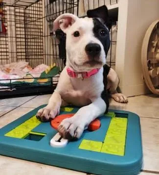 A baby medium-sized female Mixed Breed dog named Layla for adoption in Palm Harbor, FL
