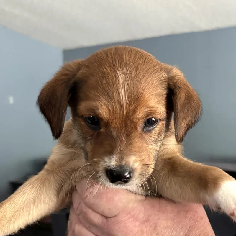 A baby small-sized male Brown / Chocolate Chihuahua dog named Mateo for adoption in Floresville, TX