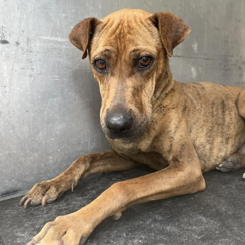 An adult medium-sized male Brown / Chocolate Shar-Pei dog named Jeff The Shark for adoption in Edinburg, TX