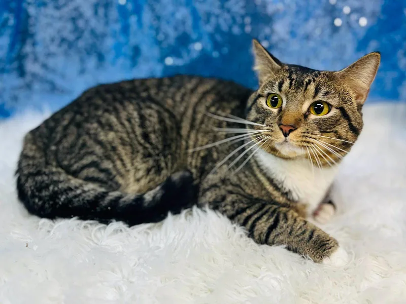 An adult medium-sized male Domestic Short Hair cat named Barry for adoption in Clarkesville, GA
