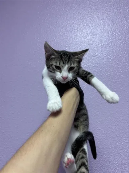A baby small-sized female Gray / Blue / Silver Domestic Short Hair cat named 61424618 for adoption in El Paso, TX