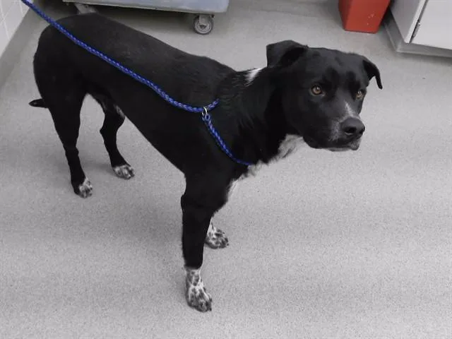 A young large-sized male Labrador Retriever dog named Jughead for adoption in Omaha, NE