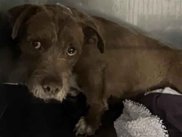 A young medium-sized female Terrier dog named Brownie for adoption in Downey, CA