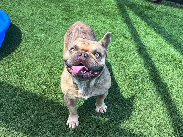 A young medium-sized male French Bulldog dog named Astro for adoption in Tustin, CA