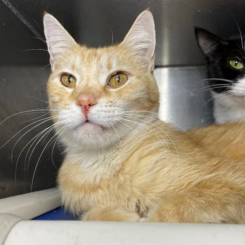 An adult medium-sized male Domestic Short Hair cat named Odysseus for adoption in Roanoke, VA