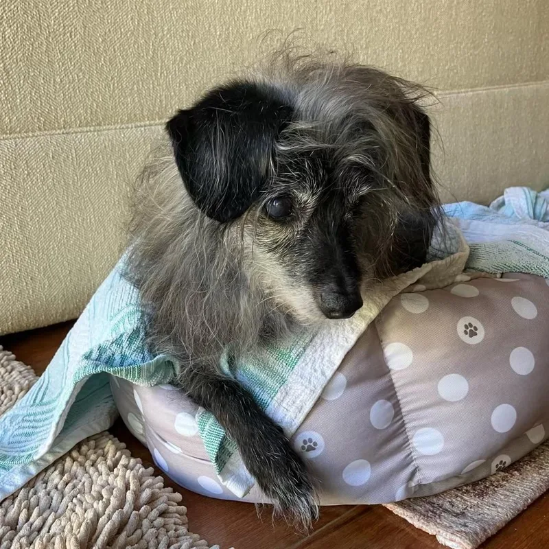 A senior small-sized female Terrier dog named Sadie for adoption in Lafayette, CA
