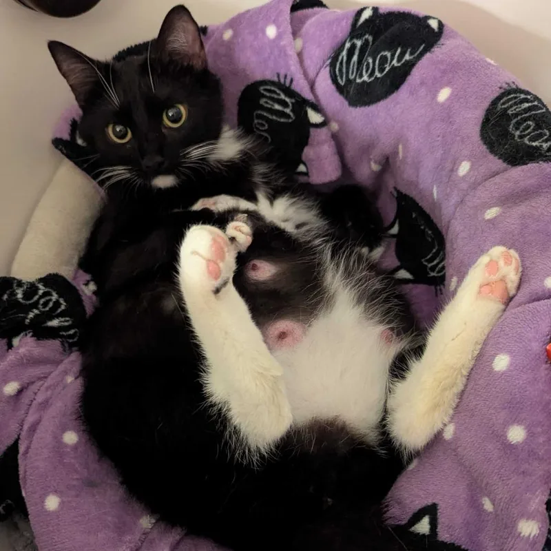 An adult medium-sized female Black Domestic Short Hair cat named Gladys for adoption in Huntsville, AL