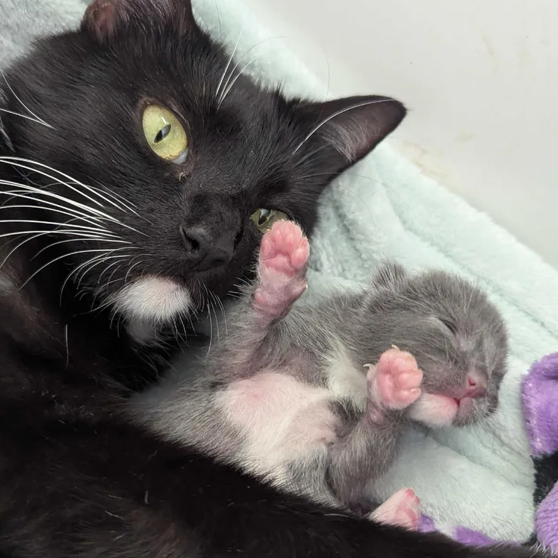Gladys thumbnail 3