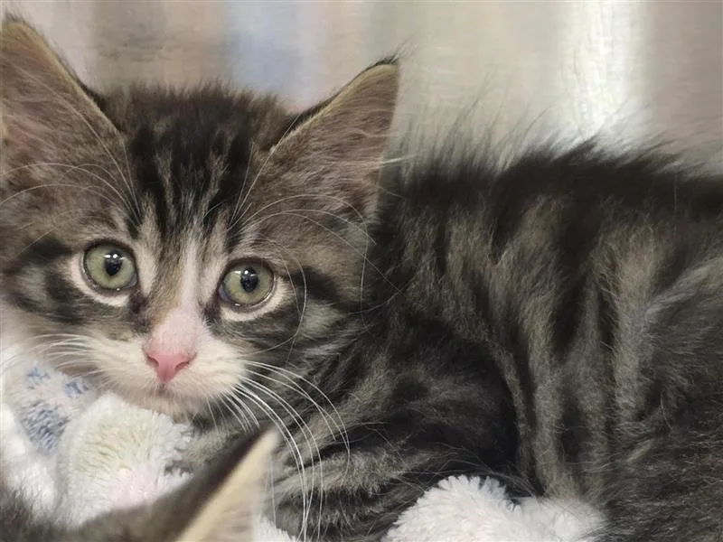 A baby medium-sized male Tabby (Brown / Chocolate) Domestic Short Hair cat named Turbo for adoption in Prince Frederick, MD