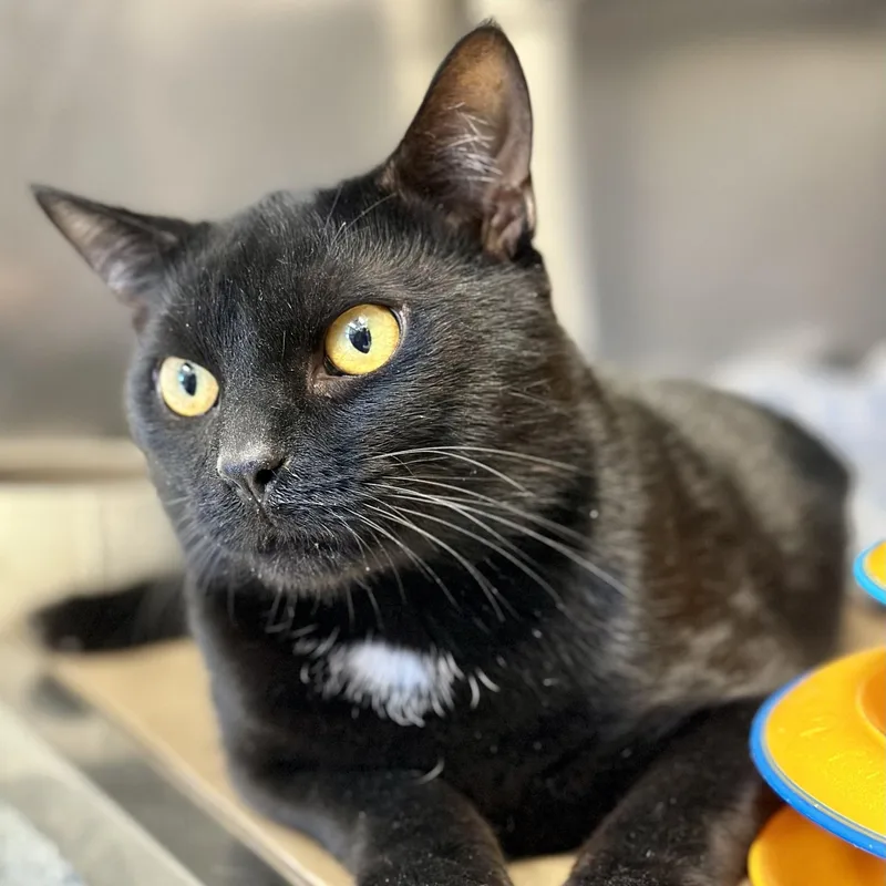 An adult medium-sized male Black Domestic Short Hair cat named Sniffy for adoption in Manahawkin, NJ