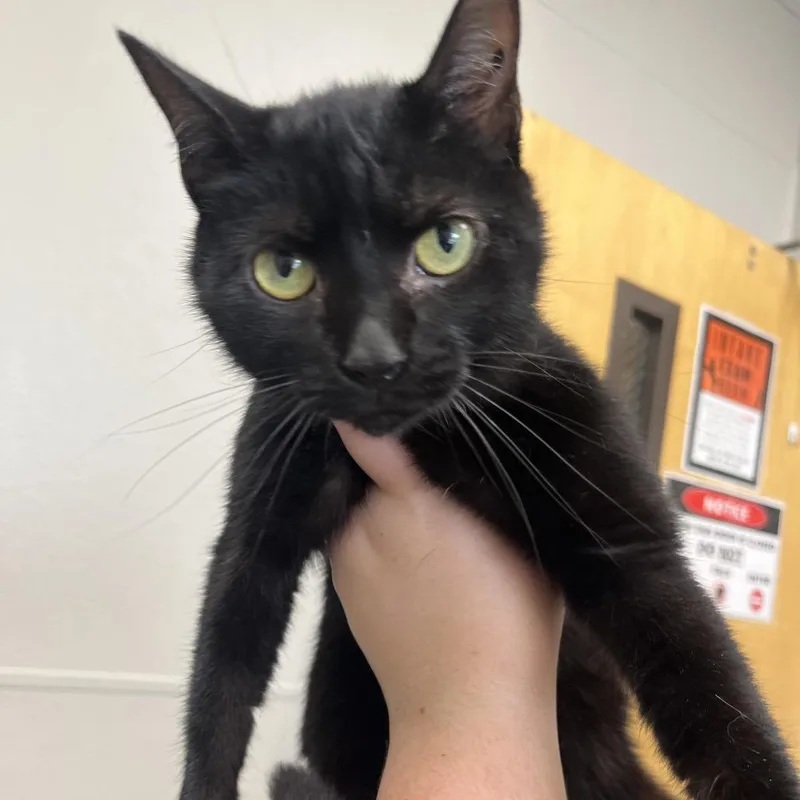 An adult medium-sized female Black Domestic Short Hair cat named Flower for adoption in Columbiana, AL