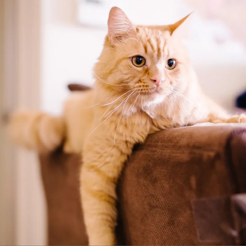 Atticus thumbnail 3