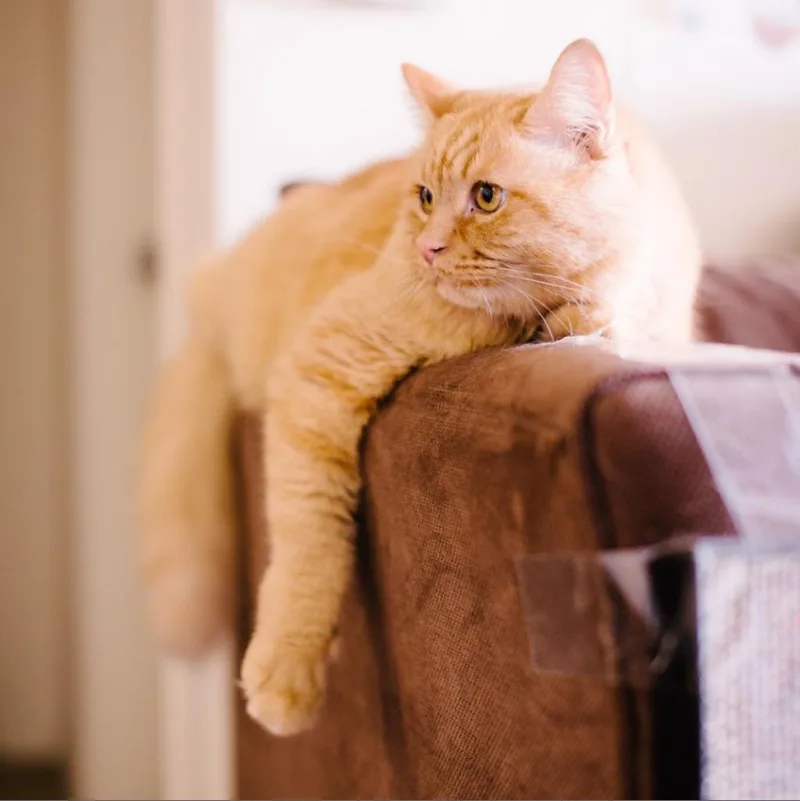 Atticus thumbnail 4