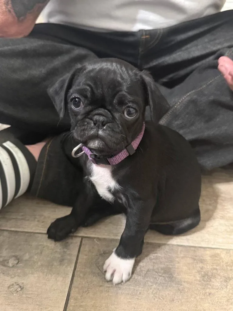 A baby small-sized female Pug dog named Peggy Sue for adoption in Agoura Hills, CA