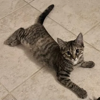 A young small-sized female Domestic Short Hair cat named Robyn for adoption in Lawrenceville, GA
