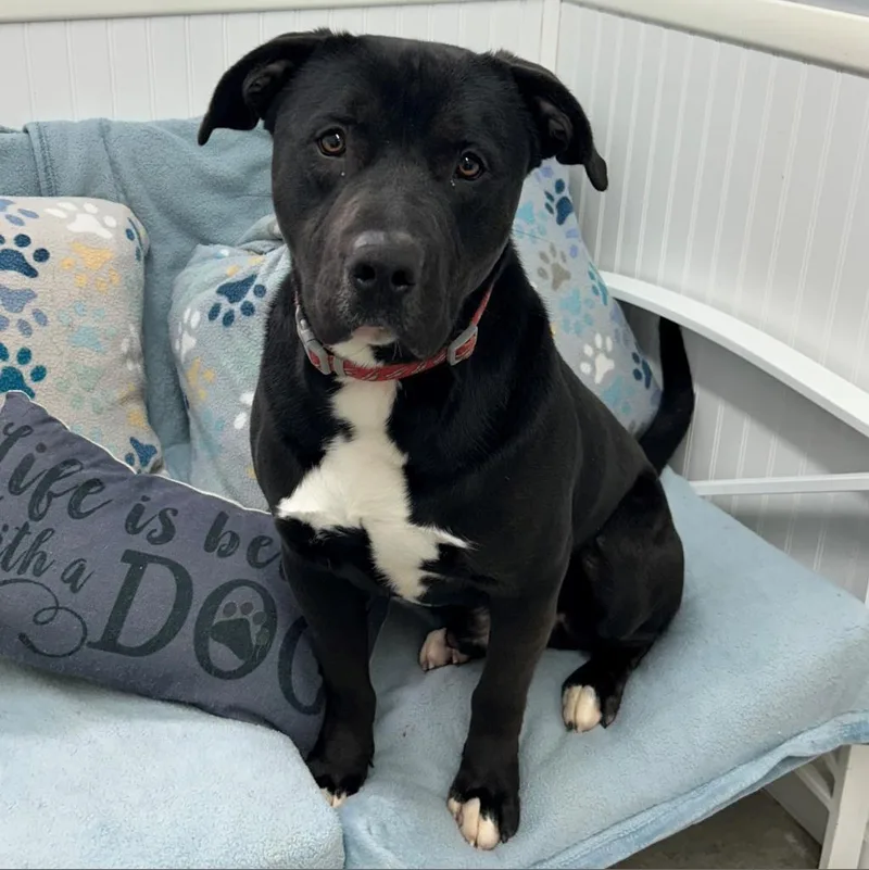 An adult large-sized male Black Black Labrador Retriever dog named Chase for adoption in Falmouth, KY