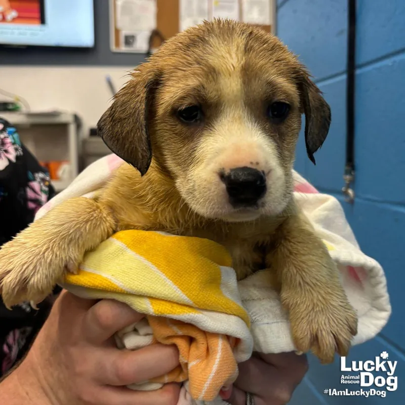 A baby large-sized male Retriever dog named Lychee for adoption in Washington, DC