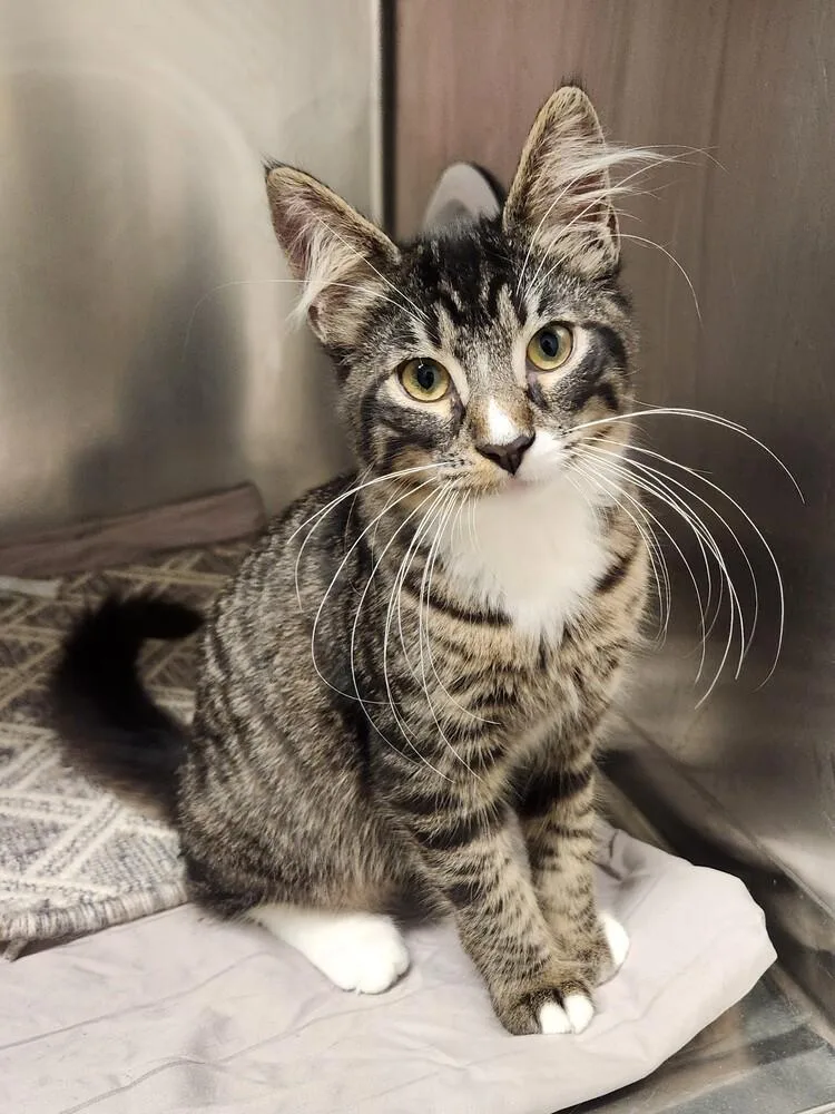 A baby medium-sized male Domestic Short Hair cat named Xbox for adoption in Elmsford, NY