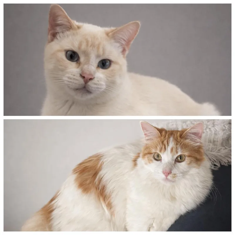 Coco & Oliver thumbnail 4