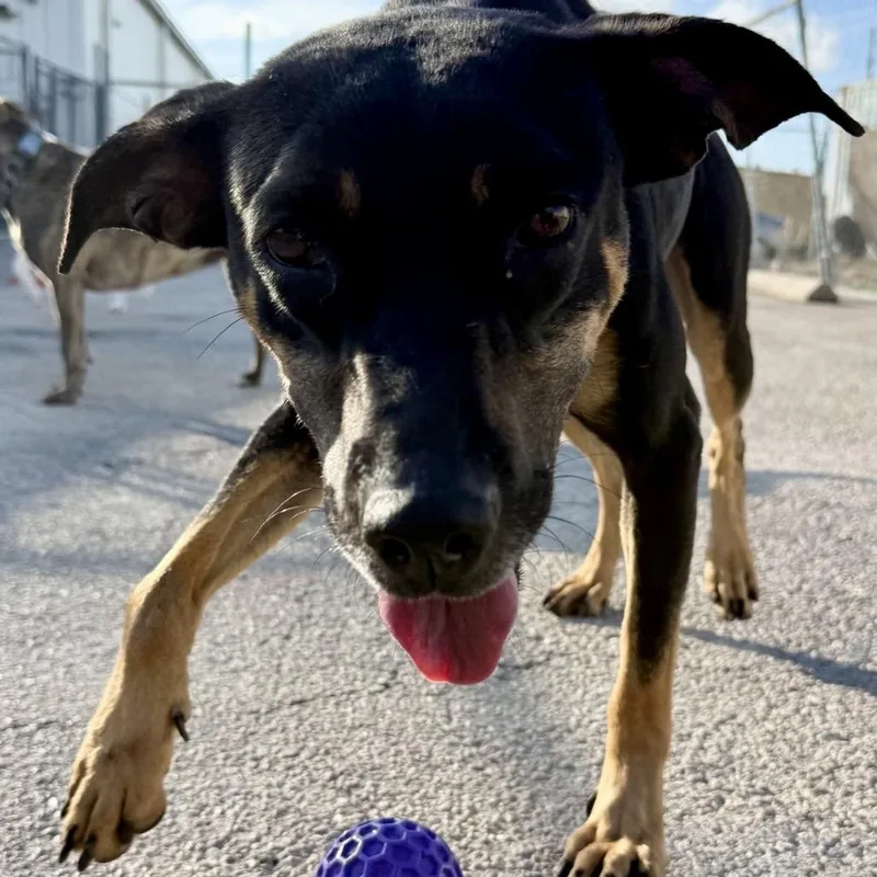 An adult medium-sized female Catahoula Leopard Dog dog named Ellie for adoption in Deerfield, IL