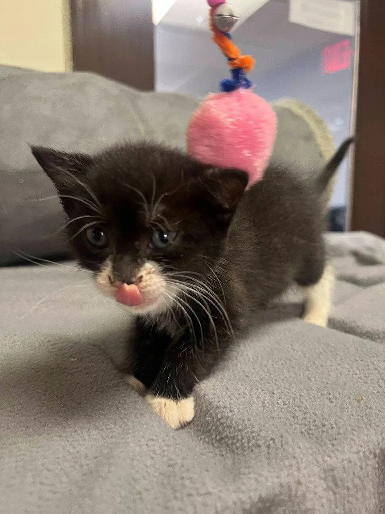 A baby small-sized female Black & White / Tuxedo Domestic Short Hair cat named Gracie for adoption in Lovingston, VA