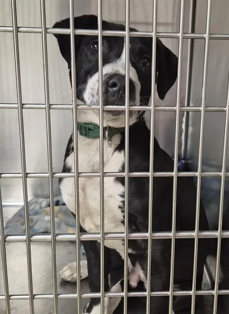 A baby small-sized male Pit Bull Terrier dog named Mudslide for adoption in Decatur, IL