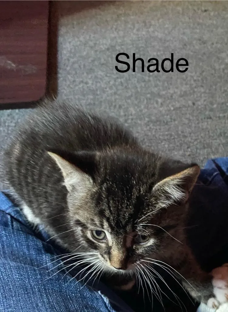 A baby medium-sized male Domestic Short Hair cat named Shade for adoption in Brainardsville, NY
