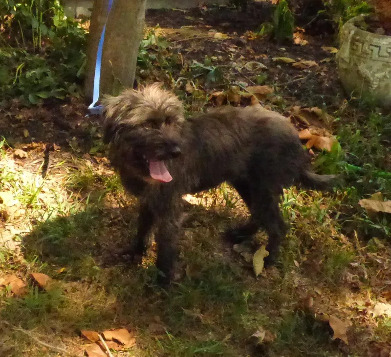 An adult small-sized female Labradoodle dog named Missy for adoption in Humboldt, TN