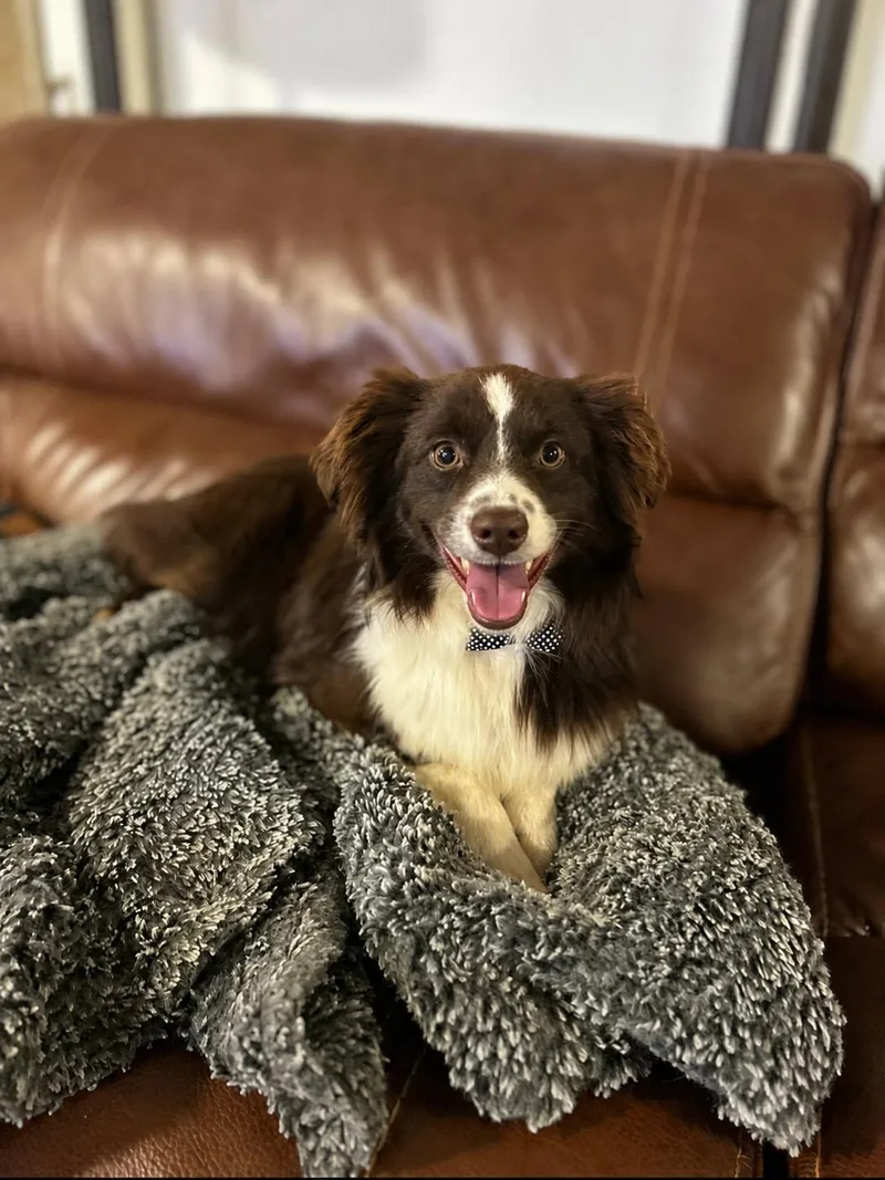 Augustus