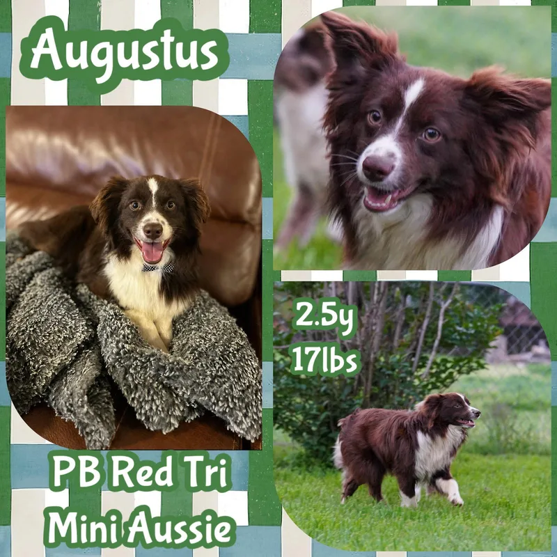 Augustus thumbnail 2
