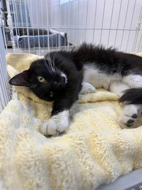 A young medium-sized male Domestic Medium Hair cat named Sylvester for adoption in Naples, FL