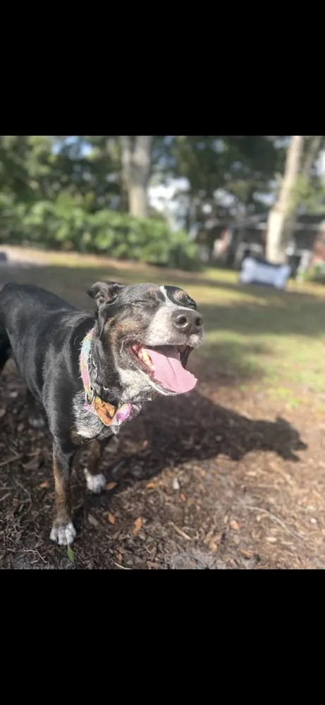 A senior medium-sized female Tricolor (Brown, Black, & White) Australian Cattle Dog / Blue Heeler dog named Sadie for adoption in Orlando, FL
