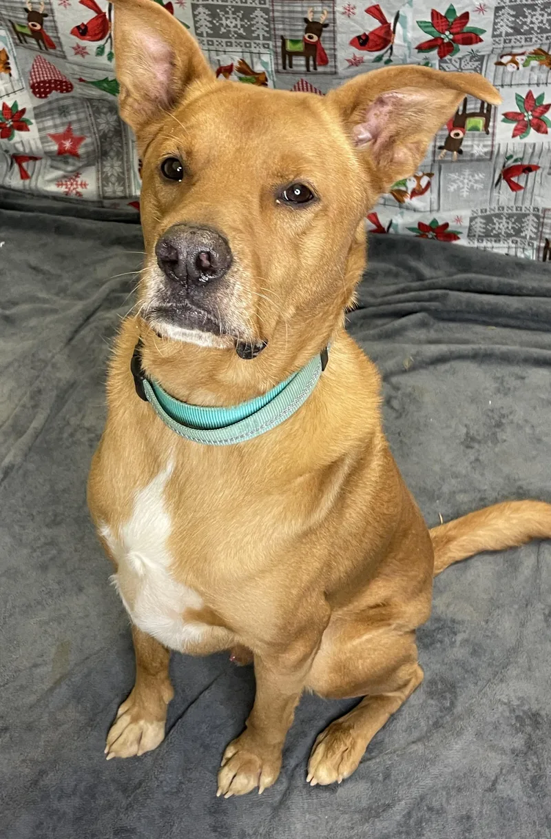 Scrappy Doo thumbnail 2