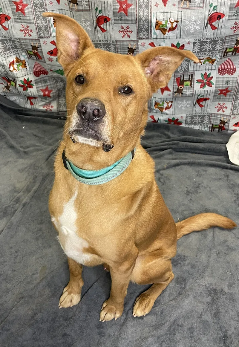 Scrappy Doo thumbnail 3