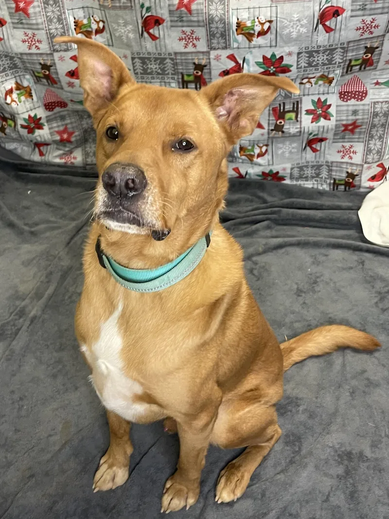 Scrappy Doo thumbnail 4