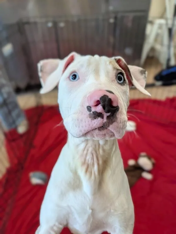 A baby medium-sized female Pit Bull Terrier dog named Alexie for adoption in Santa Rosa, CA