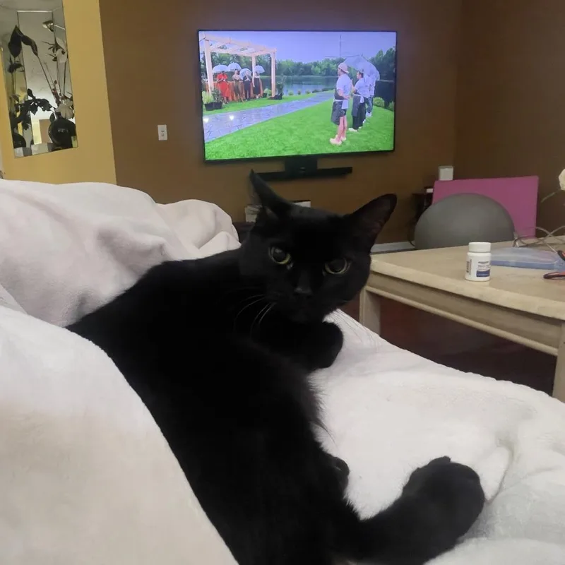 A senior small-sized male Black Bombay cat named Rocko  Home To for adoption in South Elgin, IL