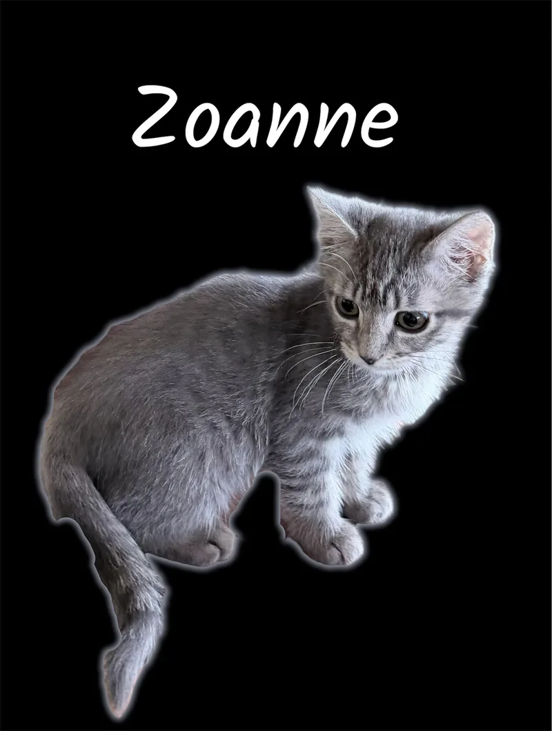 Zoanne