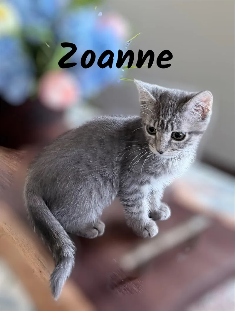 Zoanne thumbnail 2