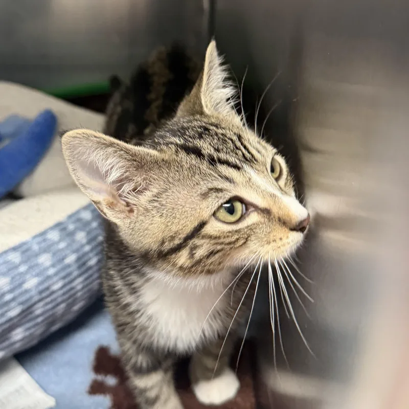 A baby medium-sized male Tabby (Buff / Tan / Fawn) Domestic Short Hair cat named Crackle for adoption in Kent, WA