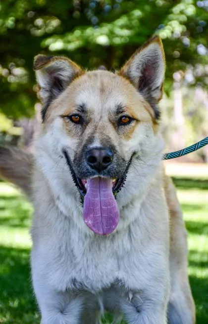 An adult large-sized male German Shepherd Dog dog named Buckley for adoption in Yakima, WA