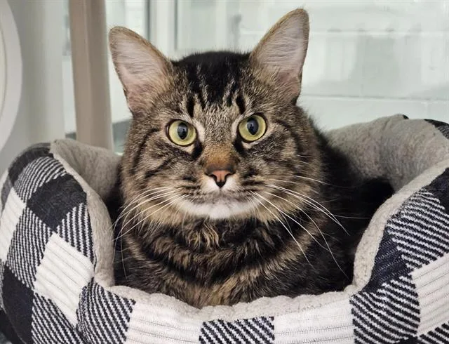 An adult medium-sized male Domestic Short Hair cat named Louis for adoption in Albuquerque, NM