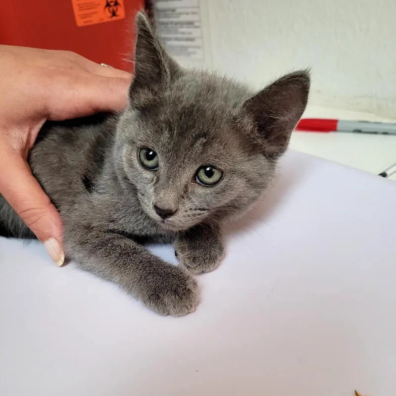 A baby small-sized female Domestic Short Hair cat named Sekhmet for adoption in Allyn, WA