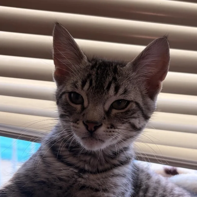 A baby small-sized male Black Domestic Short Hair cat named Mr. HissyPants for adoption in Spokane, WA