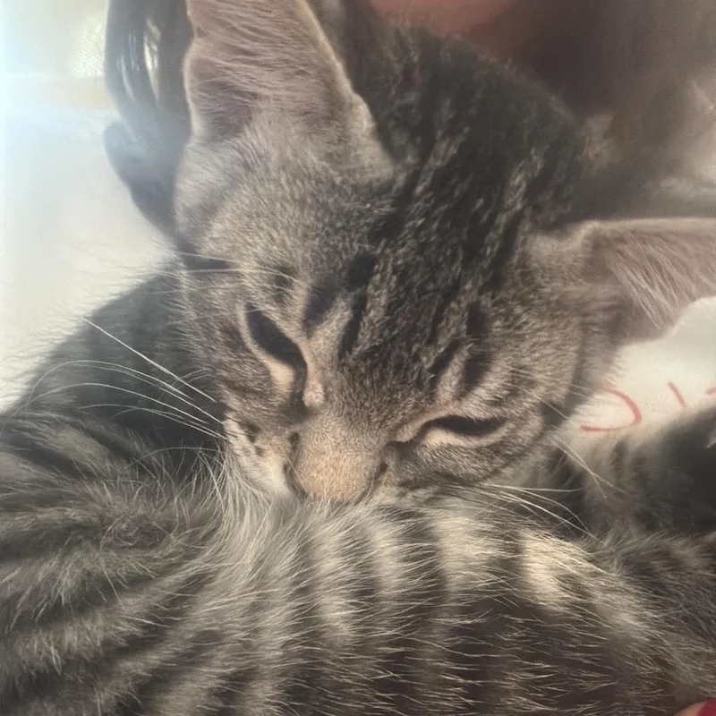 Mr. HissyPants thumbnail 3
