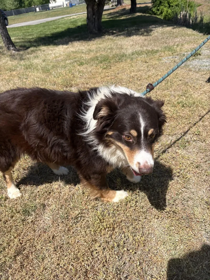 A young medium-sized male Brown / Chocolate Australian Shepherd dog named Lucario for adoption in Ashland, VA