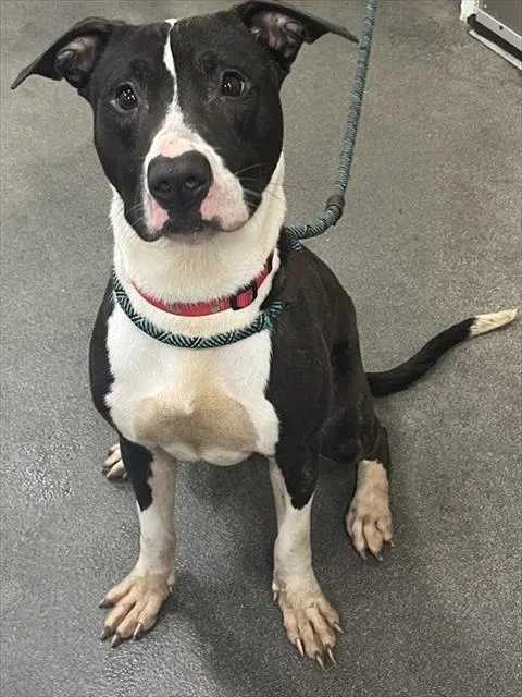 A young medium-sized male Pit Bull Terrier dog named Dino for adoption in Upper Marlboro, MD