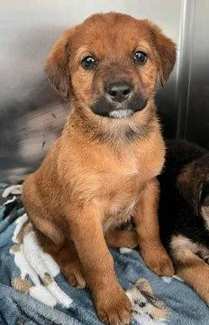 A baby small-sized female Labrador Retriever dog named Saffron for adoption in Fremont, CA