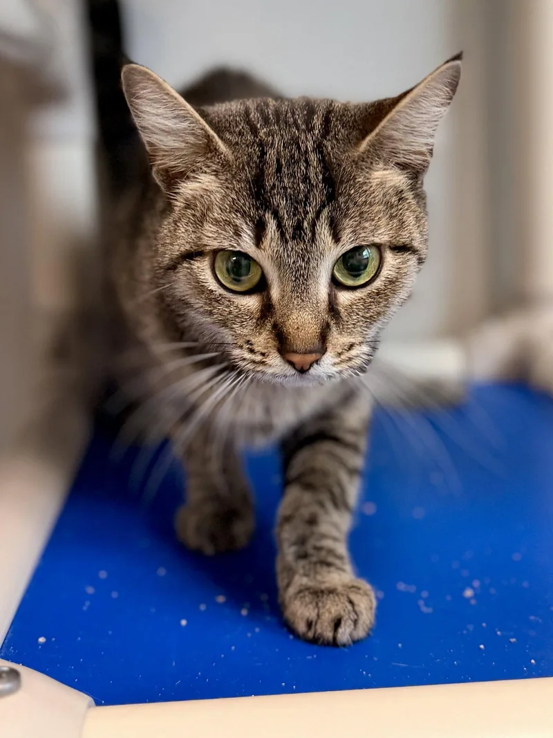 An adult medium-sized female Domestic Short Hair cat named Regina for adoption in Sanford, FL